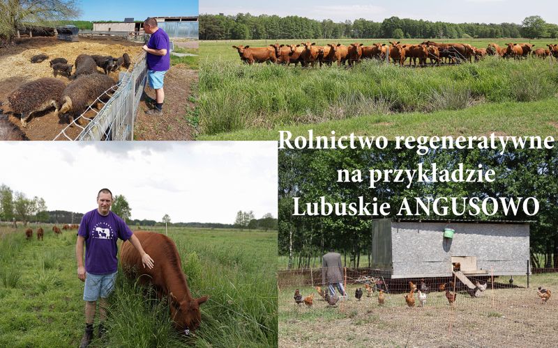 Rolnictwo regeneratywne Angusowo