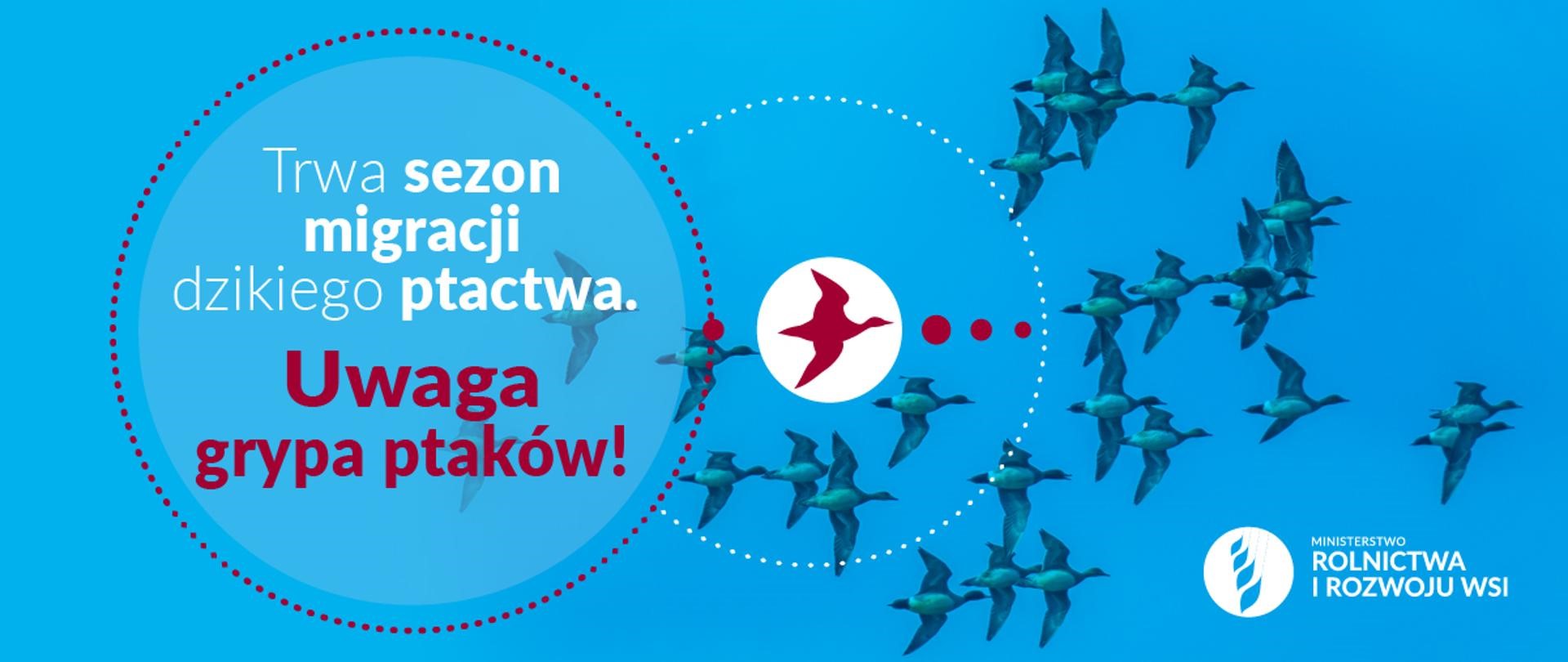 Trwa sezon migracji dzikiego ptactwa