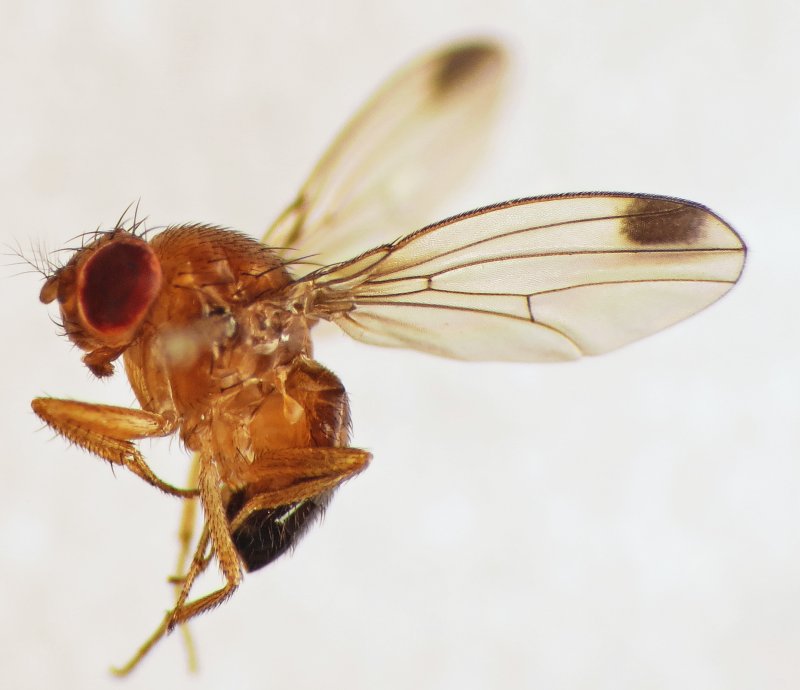 Drosophila